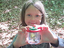 Ein Mädchen präsentiert ein Lupenglas mit grünem Zweig